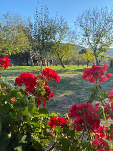 a group of red flowers in a park at Bukovički mir in Arandjelovac