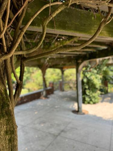 a tree with vines on the side of a sidewalk at Excelsior at the Manor House in Clemmons