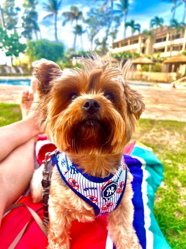 a small dog wearing a bandana sitting on a towel at Kaanapali's Royal Luxury Plantation Beach & Golf Retreat in Kaanapali