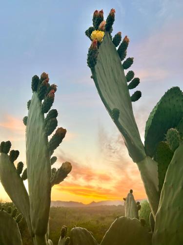 a cactus with a sunset in the background at El Satélite in Cordoba