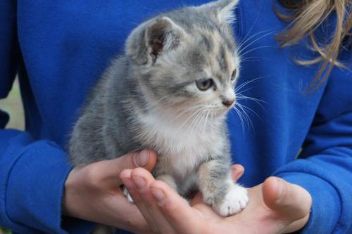 a woman holding a kitten in her hands at Bio-Erlebnisbauernhof Doll in Nittenau