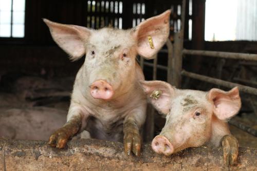 two pigs in a barn looking at the camera at Bio-Erlebnisbauernhof Doll in Nittenau