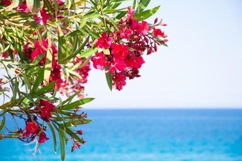 a tree with red flowers in front of the ocean at Baywatch Apartments on the Beach by "elite" in Amoudi