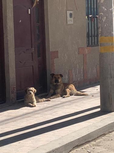 two dogs sitting in the doorway of a building at "Eucalyptus Uyuni" only dollars or euros are accepted in Uyuni