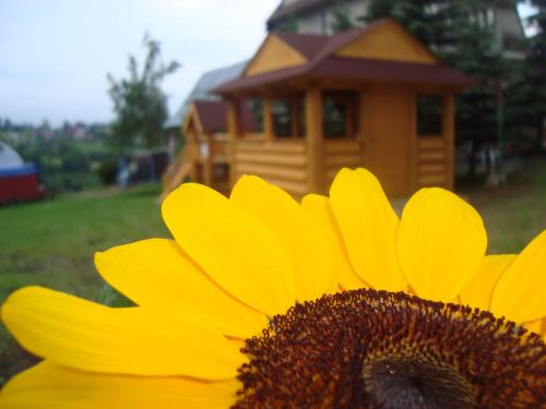 a close up of a yellow sunflower in front of a house at Apartamenty i pokoje Pod Limbami - sauna, tężnia in Bukowina Tatrzańska