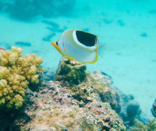 a fish on the reef in the ocean at Resort Tava'e in Amuri