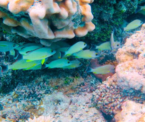 a group of fish on a coral reef at Resort Tava'e in Amuri