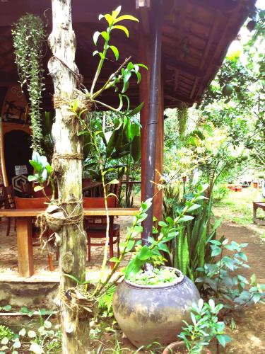 a plant in a large pot next to a tree at Ben Tre Farm Stay in Ben Tre