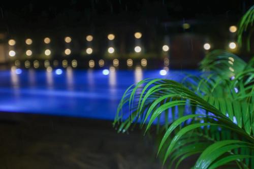 a plant in front of a swimming pool with lights at Nilan Zingle Resort in Puducherry