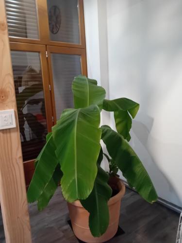 a green plant in a pot next to a door at Gîte Le Bel Air in Reigny