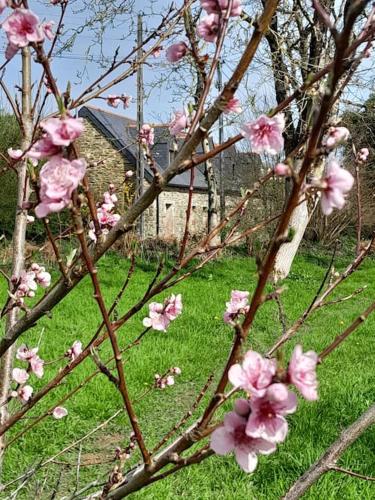 a tree with pink flowers on it in a yard at The nest in Spézet