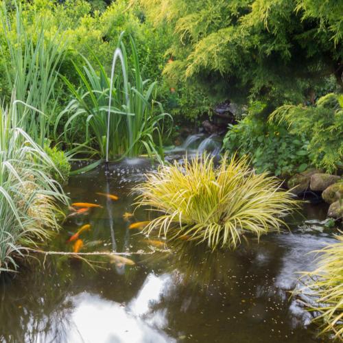 a garden with a pond with goldfish in it at Tyn Rhos Country House in Caernarfon