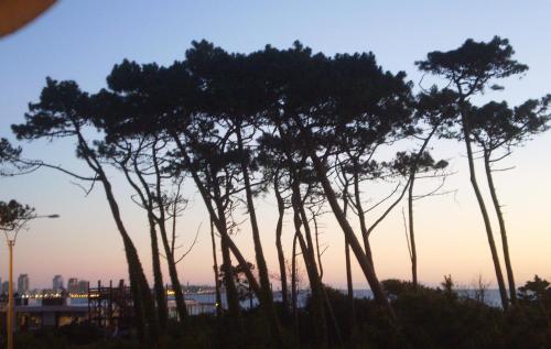 un grupo de árboles frente a una puesta de sol en Edificio Mediterraneo, en Punta del Este