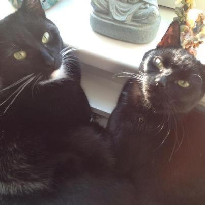 two black cats sitting next to each other at Kerstins Bed and Breakfast in Egmond aan Zee