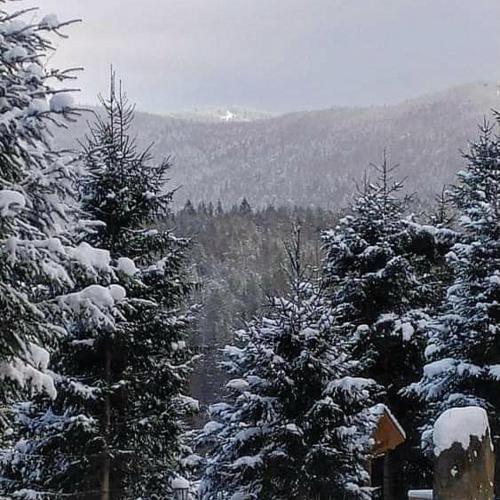 a group of pine trees covered in snow at Hotel Dykyi Med in Tatariv