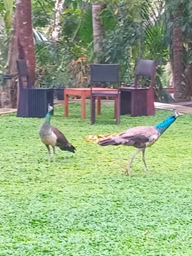 Altri animali domestici presso l'hotel o nei dintorni