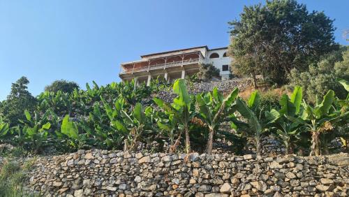 a field of banana plants with a building in the background at Uğrak Home in Işıklı