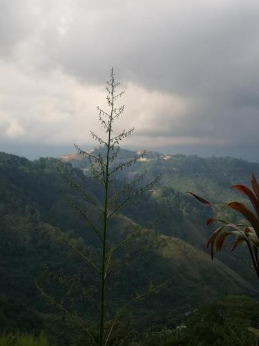 a tree standing in the middle of a mountain at Baguio Brentwood Villas in Baguio