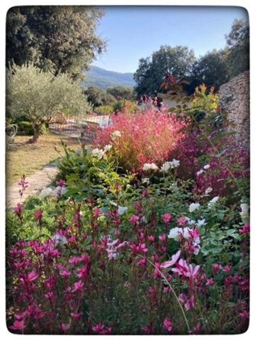 a garden filled with lots of colorful flowers at La Providence in Apt