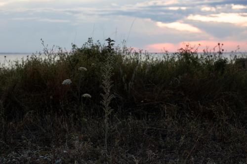 a field of tall grass with a sunset in the background at Hotell Persnäs in Persnäs