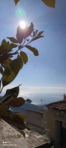 a flower on a branch with the sun in the sky at Rose Garden Cottage in Katochori