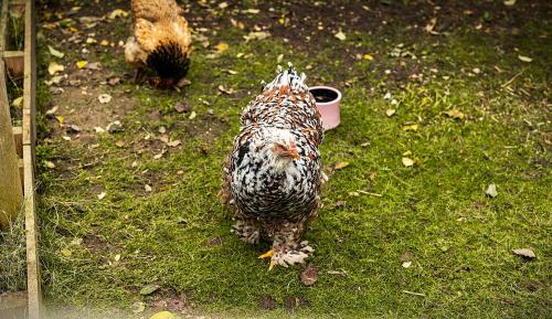 a chicken standing on the grass in a field at LiRo Hotel-Pension Haus Andrea in Niederkrüchten