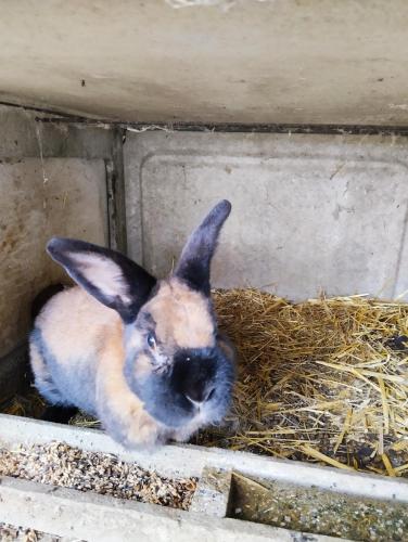 a brown and black rabbit sitting in a pile of hay at Gite La Saubolle à Marciac in Marciac