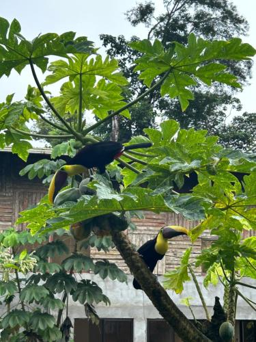 a group of birds perched on a tree branch at Ceiba lodge in Drake