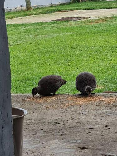 three birds are eating food on the ground at H & E Sunset Paradise in Fisherhaven