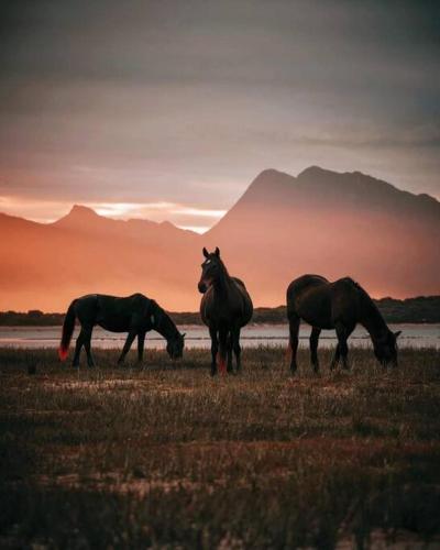 three horses grazing in a field with mountains in the background at H & E Sunset Paradise in Fisherhaven