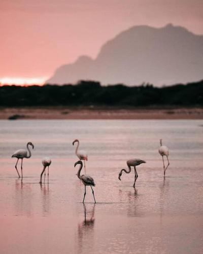 a group of flamingos walking in the water at H & E Sunset Paradise in Fisherhaven