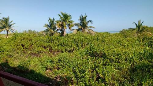 a group of palm trees on a hill with bushes at Cabañas El Cuyo in El Cuyo