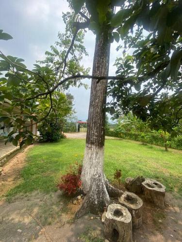 a tree with some rocks around the base of it at Finca Villa Rosita Guamal - Meta in Guamal