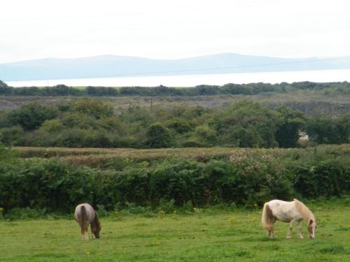two horses grazing in a field of grass at Ballas Farm Country Guest House in Bridgend