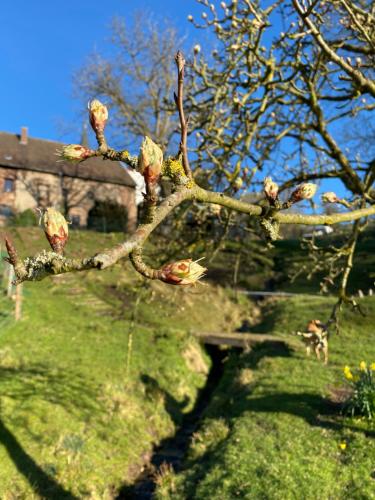 a branch of an apple tree with flowers on it at Ferienwohnung Burg Hausen in Heimbach