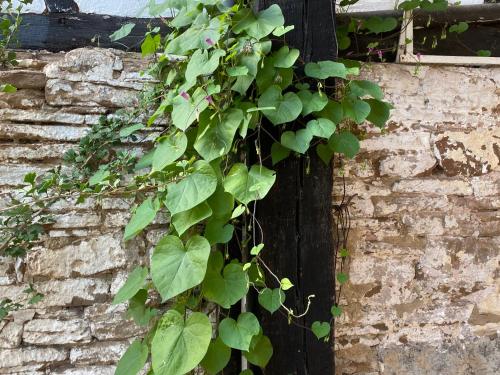 a green ivy is growing on a brick wall at Ferienwohnung Burg Hausen in Heimbach