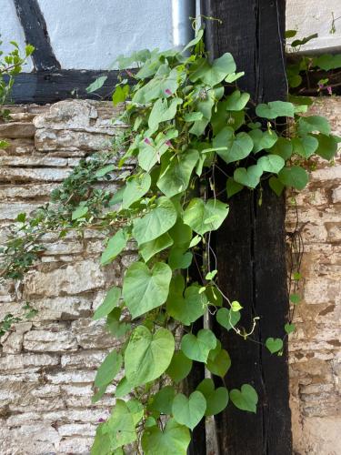 a green ivy growing on the side of a building at Ferienwohnung Burg Hausen in Heimbach
