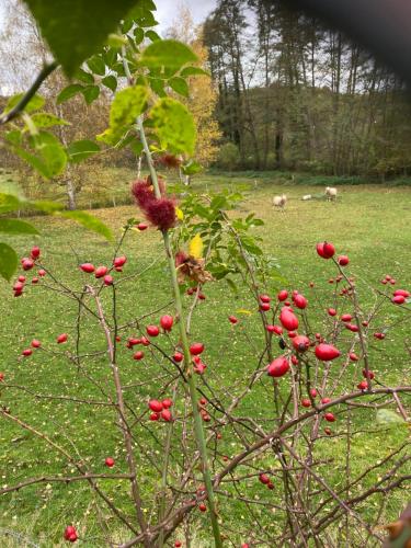 a tree with red berries on it in a field at Ferienwohnung Burg Hausen in Heimbach
