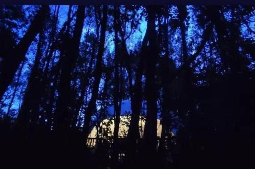 Φωτογραφία από το άλμπουμ του Domo el avellano inmerso en el bosque con tinaja incluida σε Frutillar