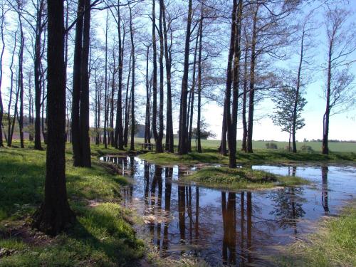 a stream in a forest with trees and reflections in the water at Wellness Penzion Pod Rozhlednou in Kostelec nad Orlicí