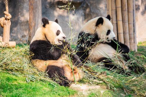 two panda bears are sitting in the grass at Sheraton Guangzhou Panyu in Guangzhou