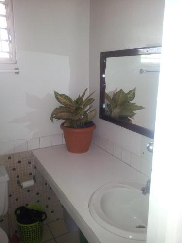 a bathroom with a sink and a potted plant at Cozy Waterloo Apartment in Kingston