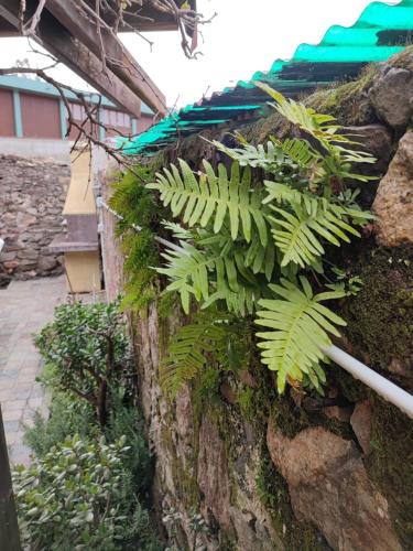 a stone wall with green plants on it at Monolocale con veranda e giardino a Rio Marina in Rio Marina