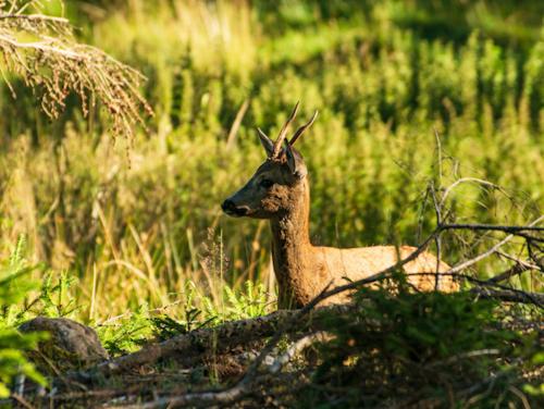 Altri animali domestici presso l'appartamento o nei dintorni