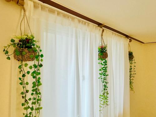 a room with a white curtain and plants at Sadang Greennarae Stay in Seoul