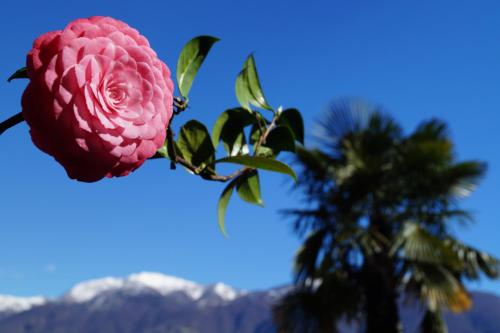 a pink rose in front of a palm tree at Casa Eva in Ronco s/Ascona - Porto Ronco