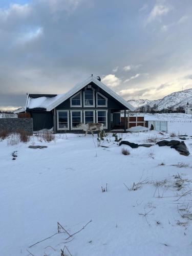 Το Hytte i Tromsø, Brensholmen τον χειμώνα