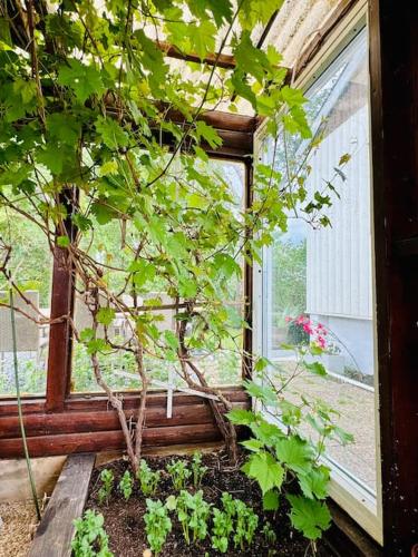 a small tree sitting in a window in a room at Villa Solborg in Mölnlycke