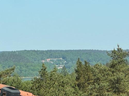 a train traveling through a forest with trees at Villa Solborg in Mölnlycke