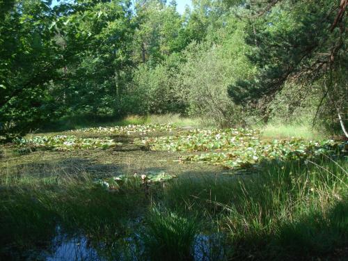 a pond full of lily pads in a field at Les Prémices De La Forêt in Chailly-en-Bière